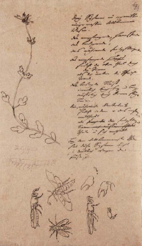 THe Toiler Annual Plant Type, Johann Wolfgang von Goethe